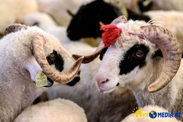 Qurban kəsirik: nəyi bilməliyik?