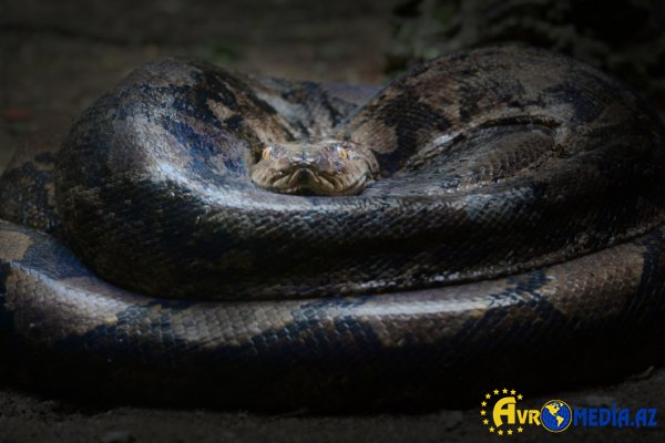 Piton 36 yaşlı qadını diri-diri uddu