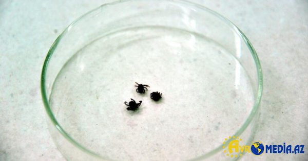 Yeni xəstəlik YAYILIR
