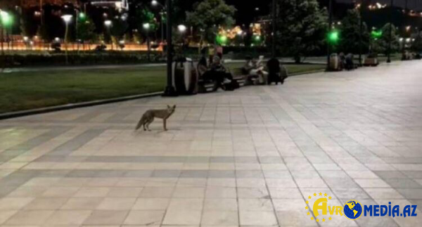 Tülkülərlə bağlı niyə tədbir görülmür?