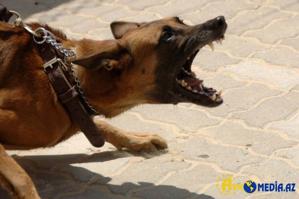 Xırdalanda sahibsiz itlər problemi hələ də çözülməyib