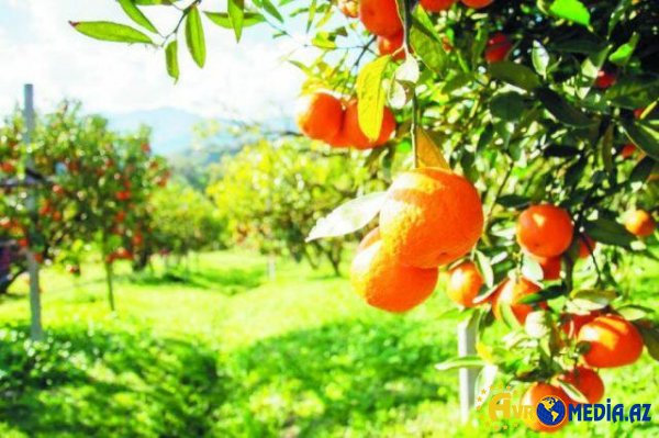 Portağal və naringidə elə maddə tapıldı ki...