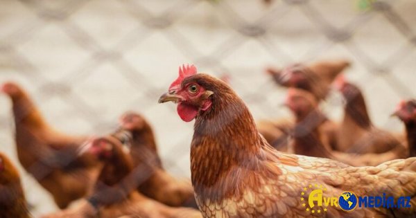 Azərbaycanda 65 qəpiklik toyuqlar satılır?