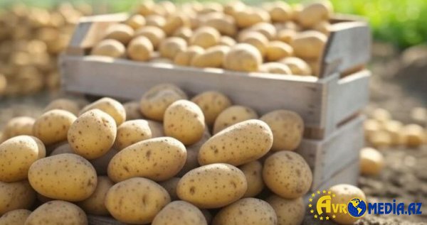 Kartofun qiyməti gömrükdə 5 qəpik, marketlərdə 70 qəpik artıb