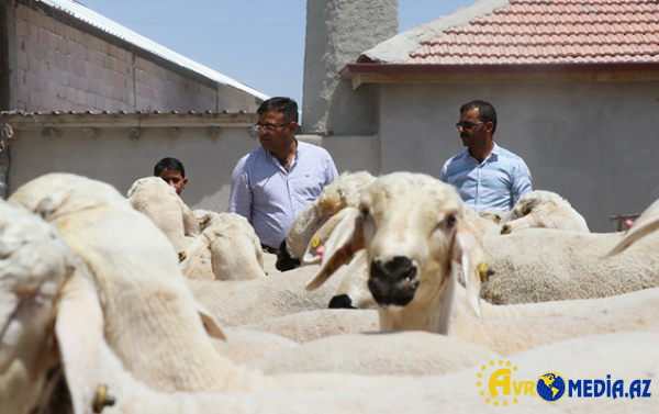 Qurban bayramı ilə bağlı fətva verildi
