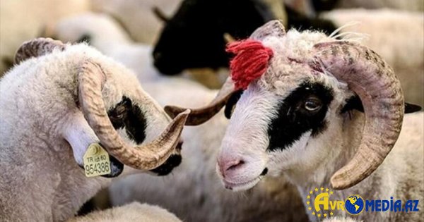 Qurban bayramı ərəfəsində heyvan bazarnda son vəziyyət