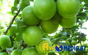 Naxçıvanda “Göycə” festivalı keçiriləcək