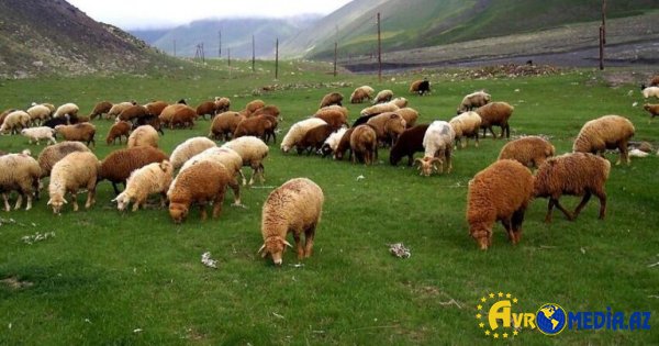 Qurbanlıq heyvanı onlayn qaydada almaq mümkündür