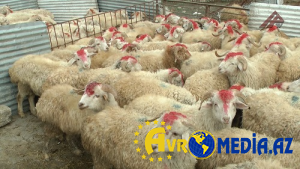 Qurbanlıq heyvanların satışı və kəsimi - Ünvanlar