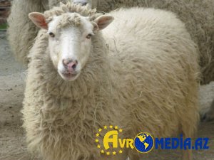 Qurban ətindən kabab etmək olarmı? - MARAQLI CAVAB
