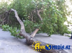 Gəncədə güclü külək ağacları aşırdı