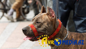 Pitbull sahibinin azyaşlı qızını ad günündə öldürdü