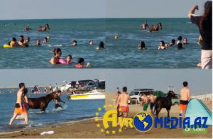 Atları çimərliyə salan şəxs məsuliyyətə cəlb edildi