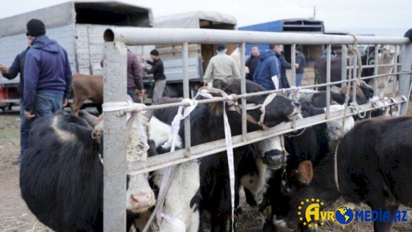 Biləsuvarın mal bazarı açıldı