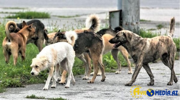 İtlərə bunu əsla etməyin! Dərhal hücuma keçirlər