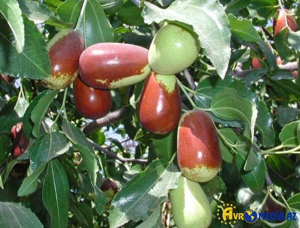C vitamini ilə zəngin olan MEYVƏ