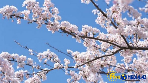 Bazar gününün HAVA PROQNOZU