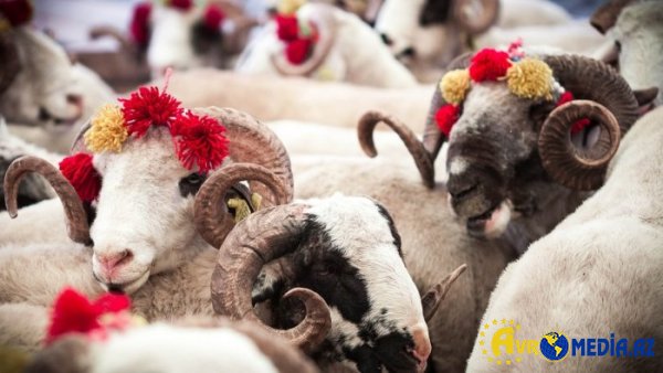 Bu şəxslərin qurbanı qəbul olunmur.