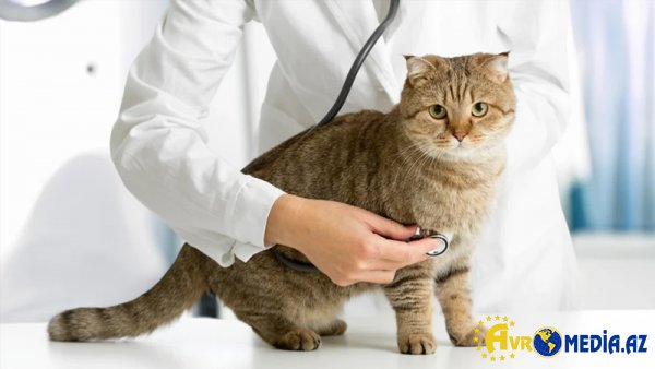 Elm dünyası təsdiqlədi: Quş qripi ev heyvanlarından insana keçə bilir