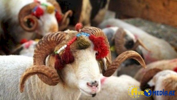 Qurbanlıq heyvanların qiyməti açıqlandı.