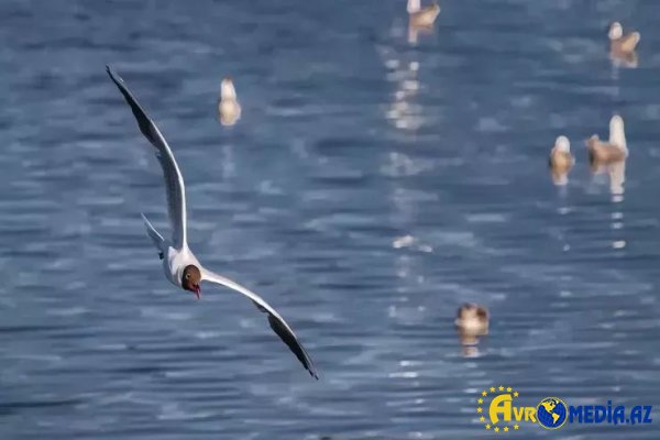 Ən uzun səyahət edən canlı: ildə 80 min kilometr fasiləsiz miqrasiya edir.
