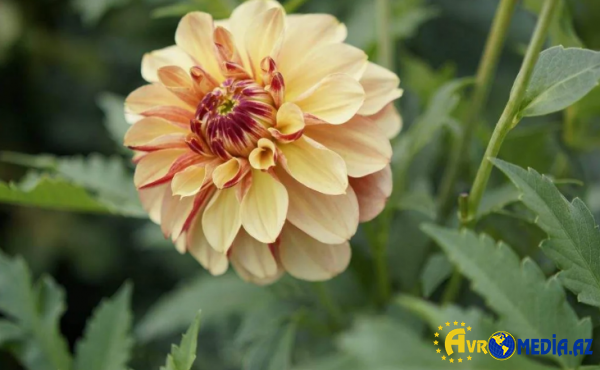 Latviyada "Bakı" adlı yeni "dahlia" sortu çiçəyi yaradılıb