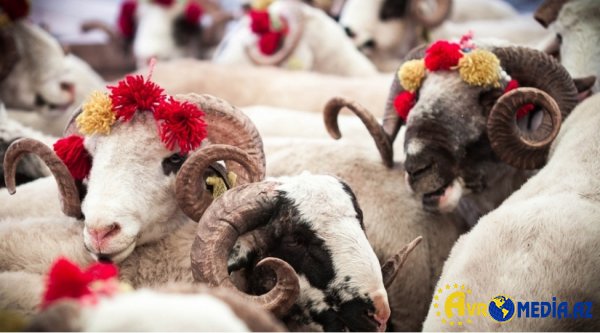 Qurban bayramı ilə bağlı fətva verildi.