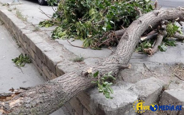 Külək paytaxtda fəsadlara səbəb oldu - FOTO
