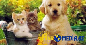 Ev heyvanı saxlamaq uşaqlara zərər verə bilərmi?