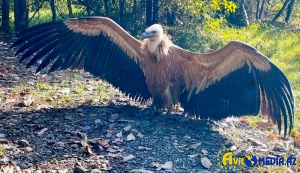 Zəngəzurda nadir quş növü tapıldı