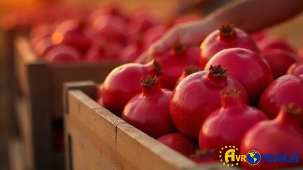 6 ayda Azərbaycandan 4,5 min tondan çox nar ixrac edilib